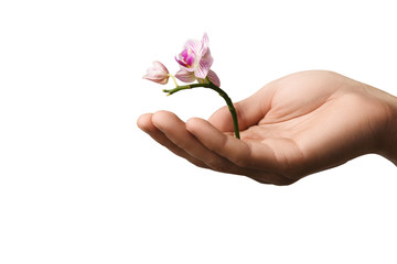 Hand holding small young flower, young orchid isolated on white background, world earth day concept, ecology