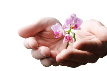 Hands holding small young flower, young orchid isolated on white background, world earth day concept, ecology