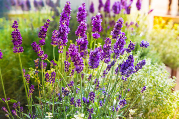 Lavender lilac flowers shine in the sun. A subtle flavor. Summer.