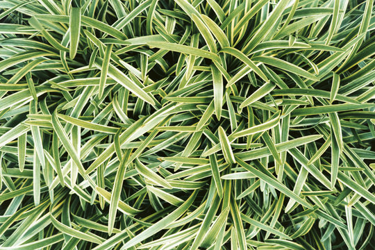 Variegated Liriope (AKA Monkey Grass)