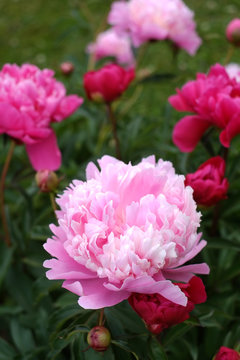 Peonies growing in a garden