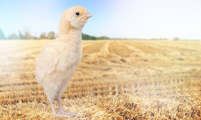 Chicken.