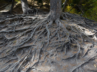 majestic roots of a big tree exposed due to soil erosion