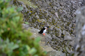 Puffin