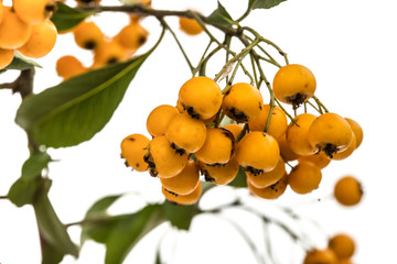 Yellow berries of shrubby pyracanthus, lat. Pyracantha, isolated on white background