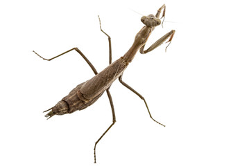 Mantis ordinary or mantis religious, isolated on white background