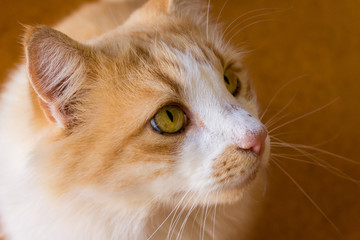Ginger Cat Portrait