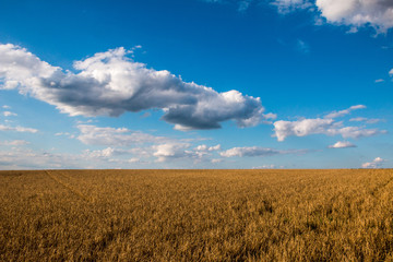 Fototapeta na wymiar Weizenfeld und Wolken