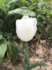 flower nature  spring green plant pink blossom floral white