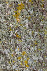 Detail of old tree bark with lichen and mos