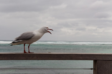 Seagull on railing