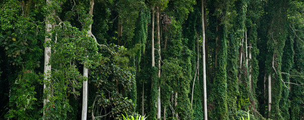 Fototapeta na wymiar tropical green forest empty background panorama