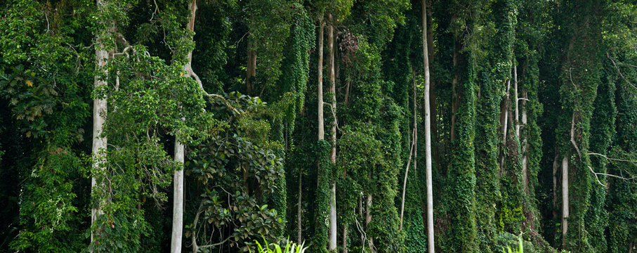 tropical green forest empty background panorama