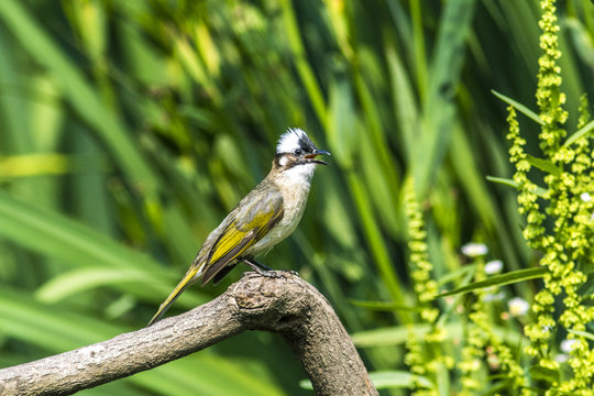 Chinese Bulbul, Light-vented Bulbul