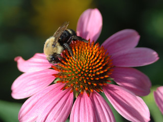 Bee on Echinacea