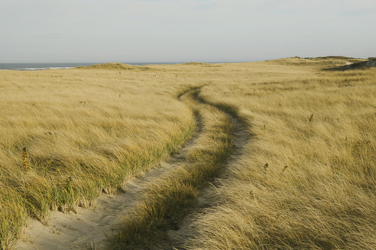 Road at Provincetown Dunes Cape Cod