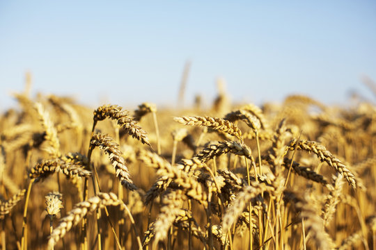yellow wheat filed and blue sky