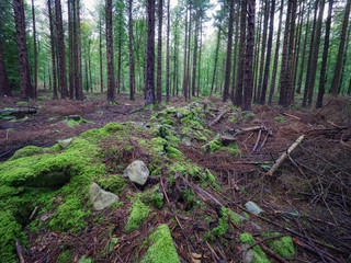 Early Autumn forest morning,Northern Ireland