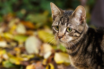 K&auml;tzchen im Herbst