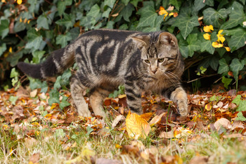 Kätzchen im Herbst