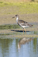 Ave limícola combatiente (Philomachus pugnax) posada en la orilla de una laguna