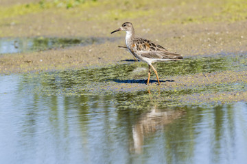 Obraz premium Ave combatiente posada en la orilla de una laguna