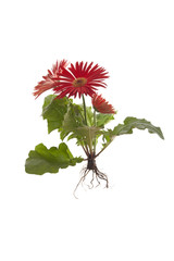 whole gerbbera plant on isolated white background