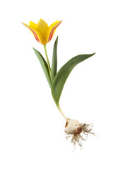 yellow dwarf tulip on isolated white background