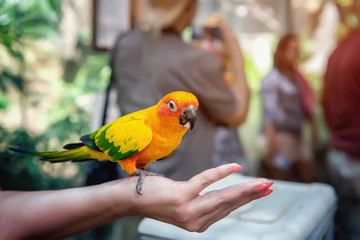 Small yellow parrot in the rainforest sitting on hand, eating a piece of mango. Selective focus. Close. Copy the place.