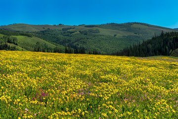 Beautiful wildflowers in a meadow with mountains in the background