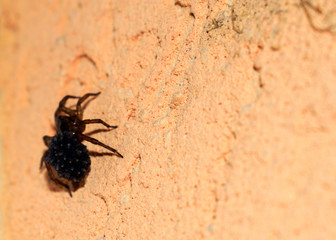 Spider on the wall close-up