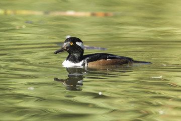 Wet hooded merganser after dive at Cannon Hill Park in Spokane, Washington.