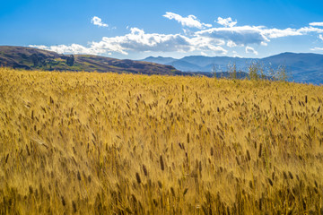 Wheat field, South America, Peru.