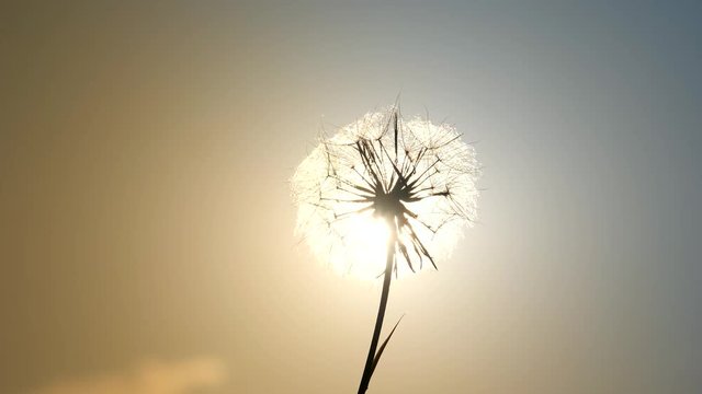 Amazing single sunny dandelion on blue sky background in sunset back-light.