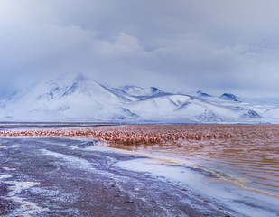 Flamingos in the Red Lagoon, Bolivia.