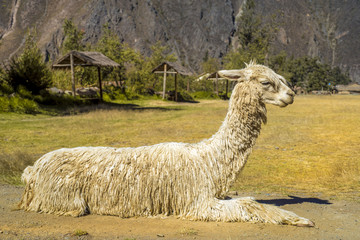 Old alpaca, Peru.