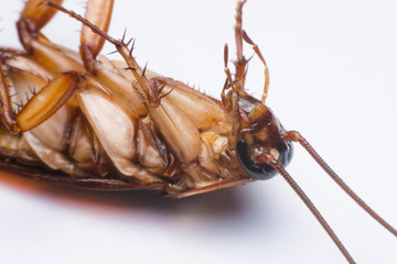close up cockroach on white background
