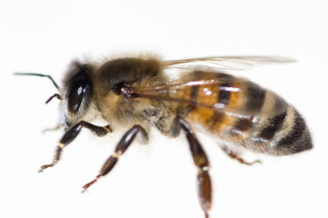 abeille sur fond blanc