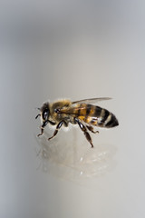 Abeille se reflétant, fond gris