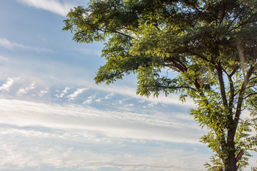 Acacia tree cloudy sky summer nature
