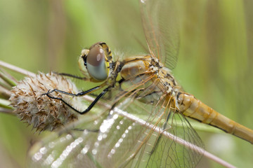 Libellule au repos, Common Hawker, Dragonfly, Hawker Dragonfly, Aeshna 