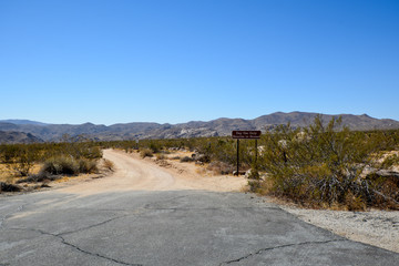 Josua-Palmlilie (Yucca brevifolia) Joshua Tree National Park, U.S. National Park