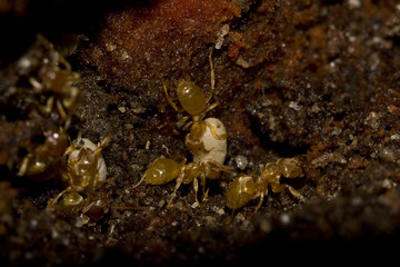 Fourmi  et cocon Lasius flavus