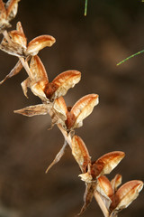 dry plant