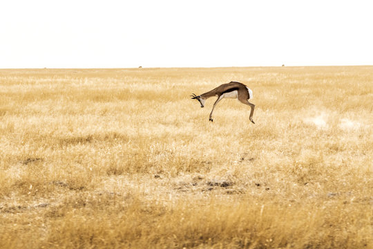 Springbok
