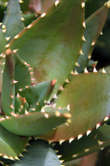 cactus plant