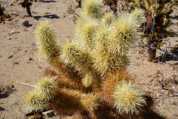 Josua-Palmlilie (Yucca brevifolia) Joshua Tree National Park, U.S. National Park © textag
