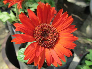 Rojo pasión belleza naturaleza natural color vibrante pintoresco 