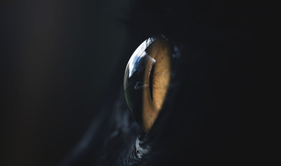 Fototapeta premium Cat's eye