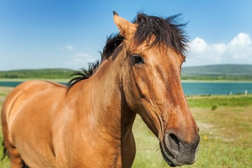 Obraz premium Iceland.